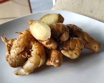 DRIED - Kencur, Aromatic Ginger (Kaempferia galanga)
