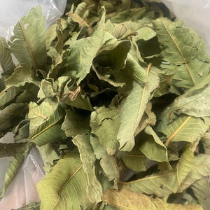 May include: A close-up of dried guava leaves, showing a variety of green and brown hues. The leaves have visible veins and a textured surface. The leaves are contained within a clear plastic bag.