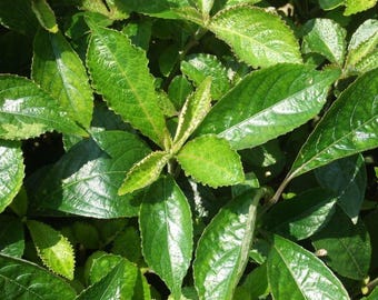 May include: A cluster of vibrant green leaves with serrated edges and a glossy, textured surface. The foliage displays varying shades of deep and bright green, with some leaves showing light yellow-green variegation along the jagged margins.