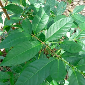 DRIED - Daun Salam, Bay Leaves (Syzygium polyanthum)