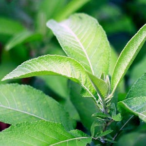 SECO - Daun Sembung, Ngai Cânfora (Blumea balsamifera)