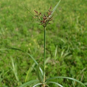 May include: A green sedge plant featuring a long, slender, upright stem topped with a cluster of small, dark brown, pointed spikelets. The plant has several long, narrow, blade-like green leaves radiating from the base of the central stalk.
