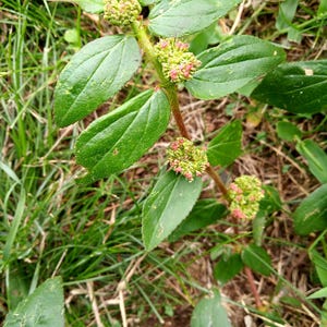 May include: A green plant with serrated, oval-shaped leaves arranged in opposite pairs along a reddish-brown stem. Small, clustered, spherical flower heads with tiny pink and green buds are positioned at the leaf nodes along the central stalk.
