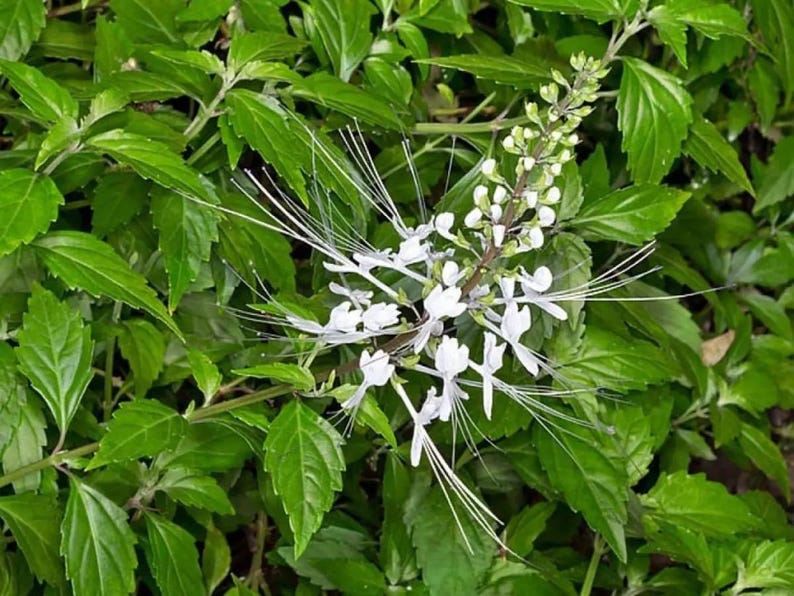 May include: A cat's whiskers plant featuring a cluster of white flowers with long, thin, protruding stamens that resemble whiskers. The flower spike rises from a dense backdrop of vibrant, serrated, bright green leaves with visible veins.