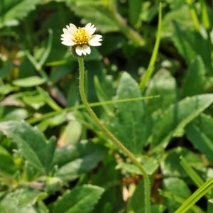 GEDROOGD: Songgolangit, gletang. Tridax-madeliefje (Tridax procumbens L.)