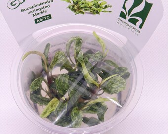 Bucephalandra 'variegated Marble' – Tissue Culture Aquarium Plant