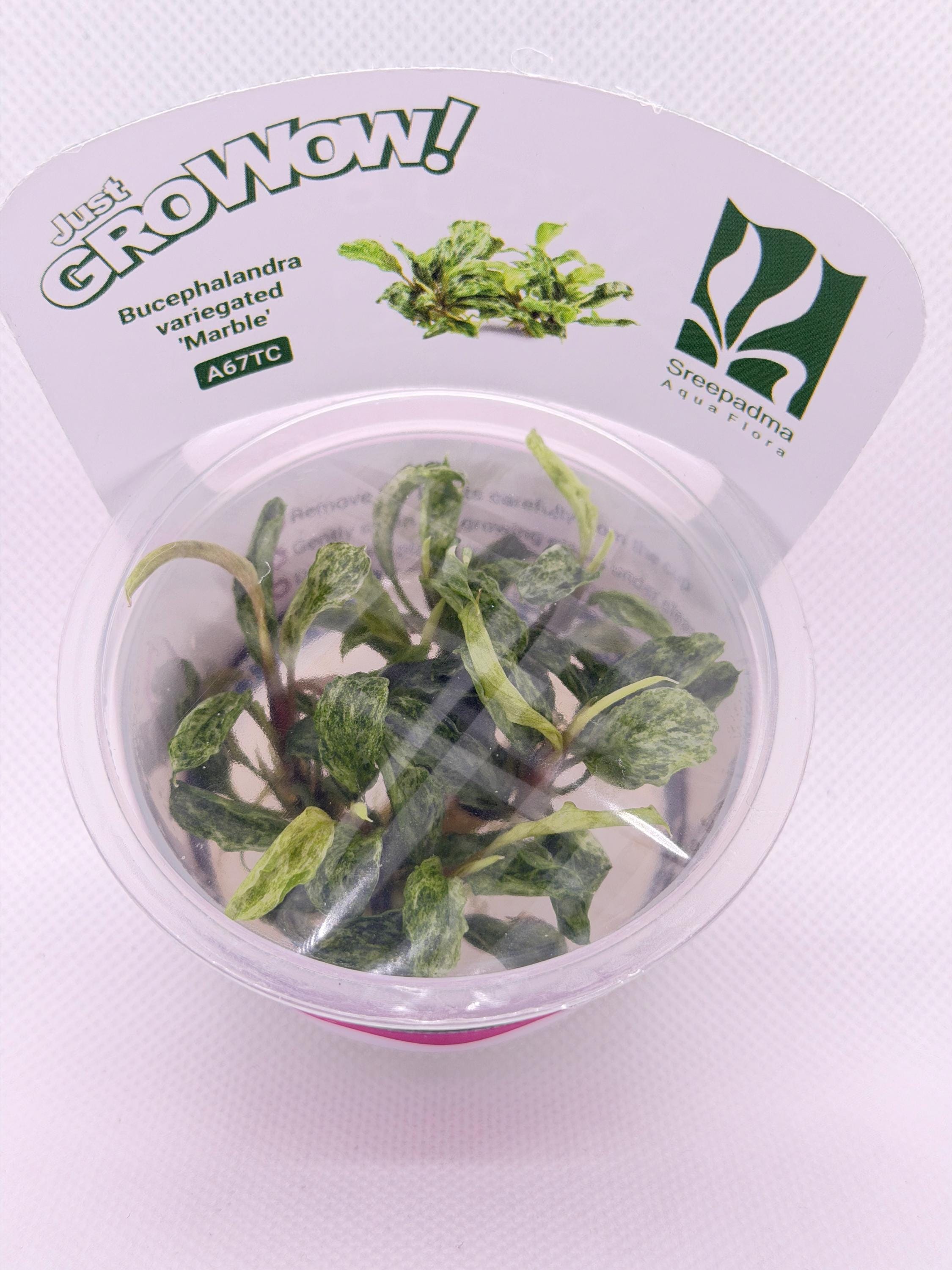 Bucephalandra 'variegated Marble' – Tissue Culture Aquarium Plant