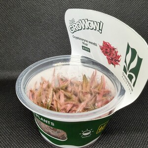 Cryptocoryne wendtii 'Pink' – Tissue Culture Aquarium Plant | Midground | Live Aquascape Cup | MoarPlants image 3