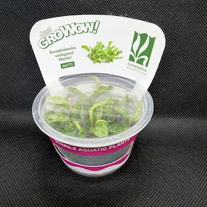 Bucephalandra 'variegated Marble' – Tissue Culture Aquarium Plant