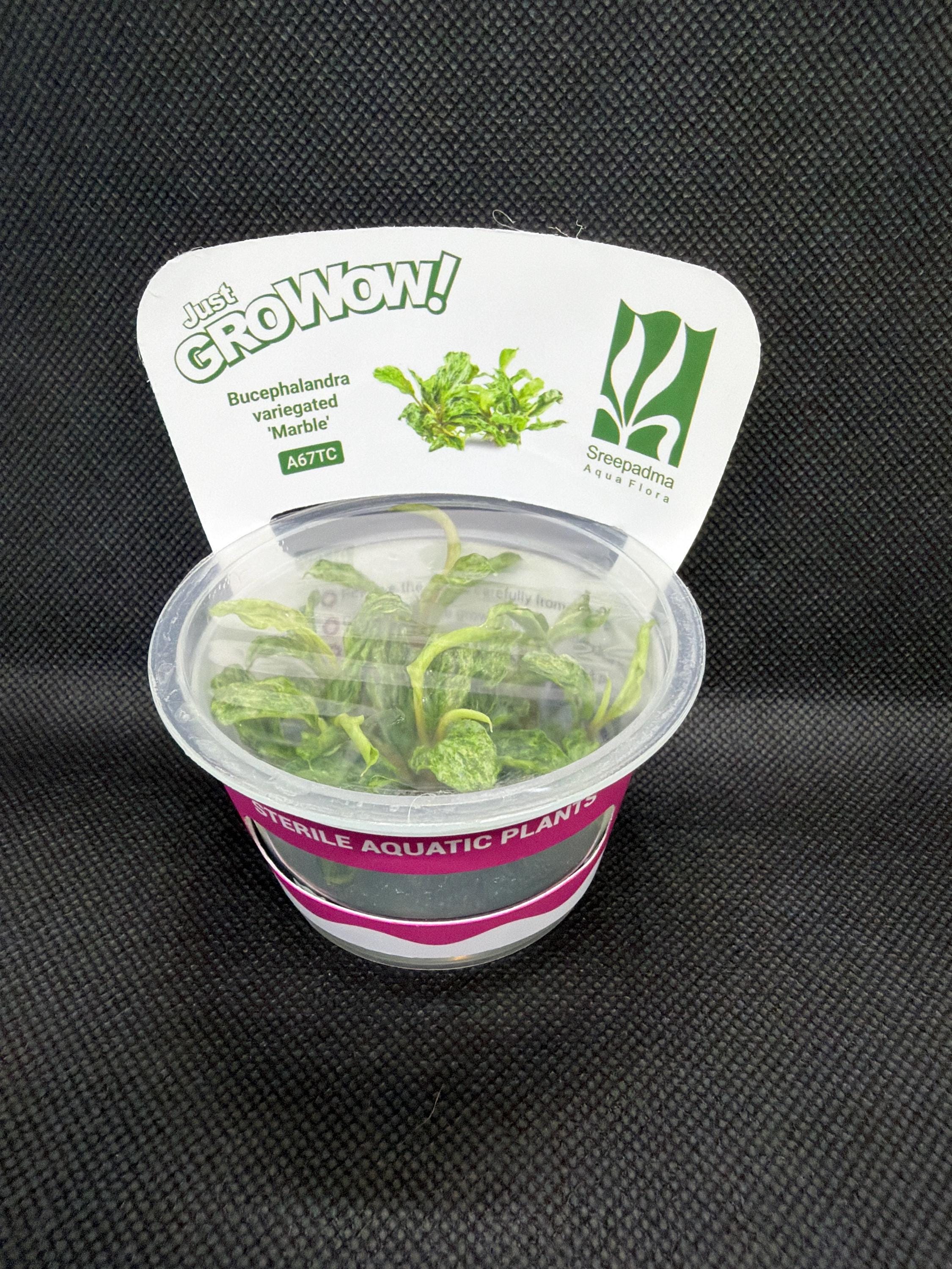 Bucephalandra 'variegated Marble' – Tissue Culture Aquarium Plant