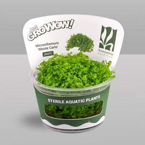May include: A container of Micranthemum 'Monte Carlo' aquatic plants. The plants are a vibrant green and fill a clear plastic container with a green label. The label includes the text "STERILE AQUATIC PLANTS" and the brand name.