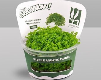 Micranthemum ‘Monte Carlo’ – Tissue Culture Aquarium Plant | Foreground Carpet | Live Aquascape Cup | MoarPlants