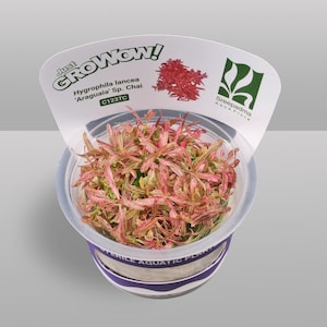 May include: A potted aquatic plant, Hygrophila lancea 'Araguaia' Sp. Chai, with pink and green leaves. The plant is in a clear plastic container with a white label that reads "Just GrowWow!" and "Sreepadma Aqua Flora."