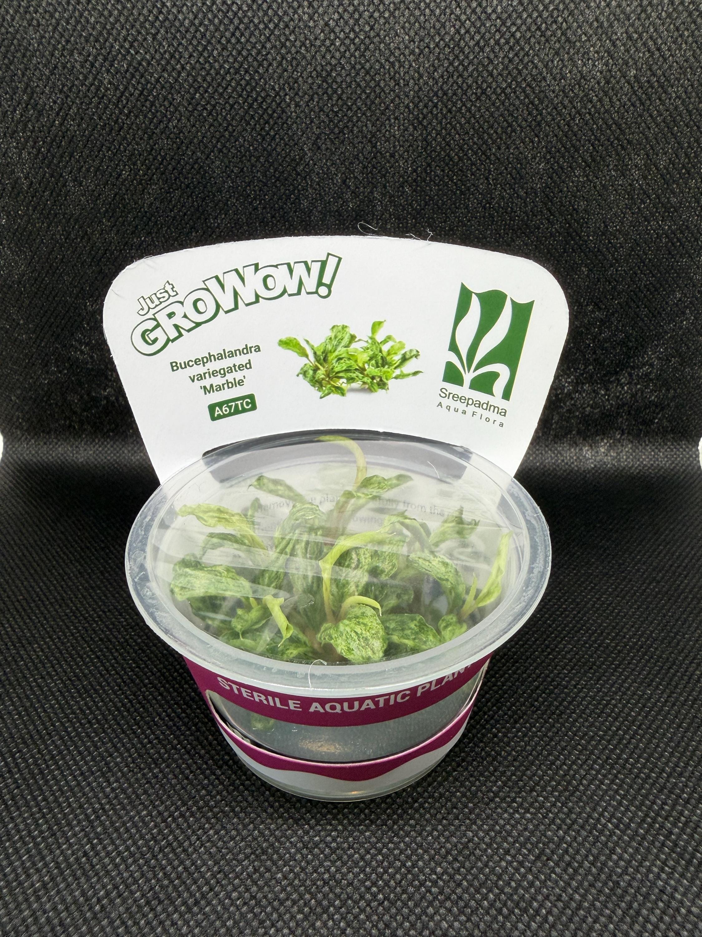 Bucephalandra 'variegated Marble' – Tissue Culture Aquarium Plant