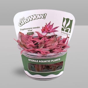 May include: A container of Cryptocoryne wendtii 'Pink' aquatic plants. The plants have vibrant pink leaves and are labeled as sterile. The container has a green and white label with the text "Just GrowWow!" and "Sreepadma Aqua Flora."