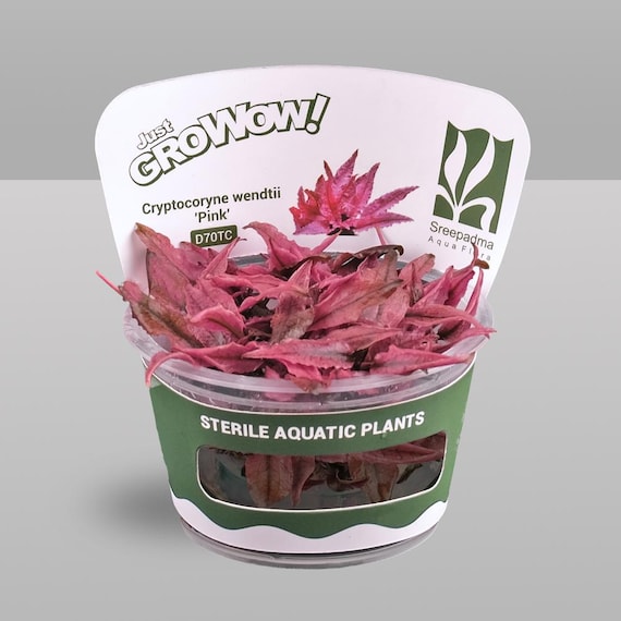 Cryptocoryne wendtii 'Pink' – Tissue Culture Aquarium Plant | Midground | Live Aquascape Cup | MoarPlants