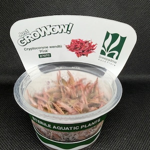 Cryptocoryne wendtii 'Pink' – Tissue Culture Aquarium Plant | Midground | Live Aquascape Cup | MoarPlants image 6