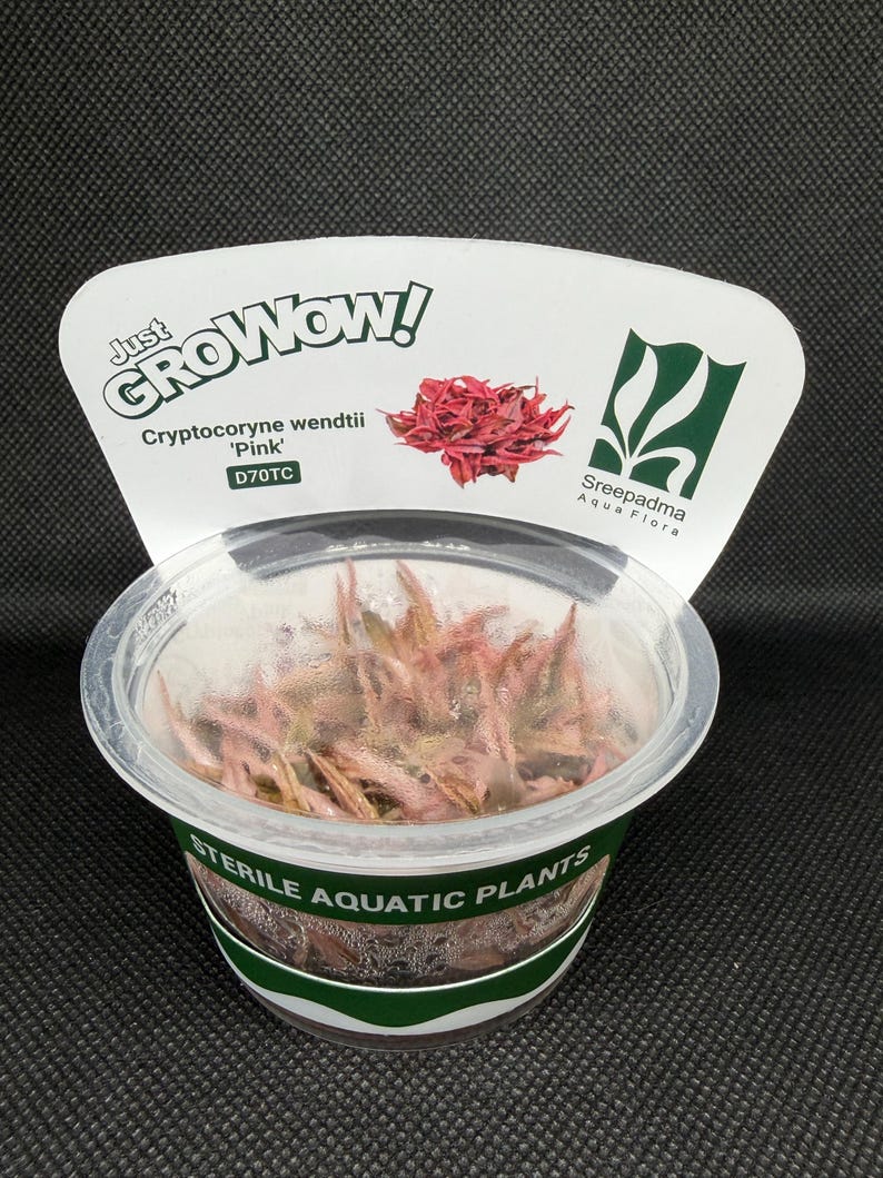 Cryptocoryne wendtii 'Pink' – Tissue Culture Aquarium Plant | Midground | Live Aquascape Cup | MoarPlants image 6
