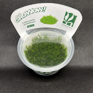Callicostella prabaktiana – Tissue Culture Aquarium Plant | Moss | Mid | Live Aquascape Cup | MoarPlants