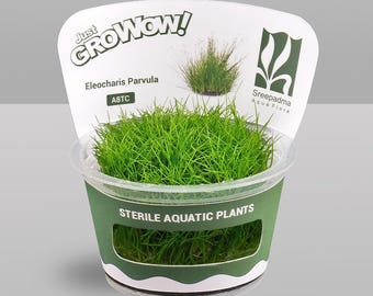 Eleocharis parvula – Tissue Culture Aquarium Plant | Foreground | Live Aquascape Cup | MoarPlants