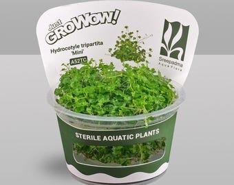Hydrocotyle tripartita 'Mini' – Tissue Culture Aquarium Plant | Midground | Live Aquascape Cup | MoarPlants