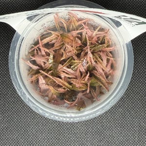 Cryptocoryne wendtii 'Pink' – Tissue Culture Aquarium Plant | Midground | Live Aquascape Cup | MoarPlants image 2