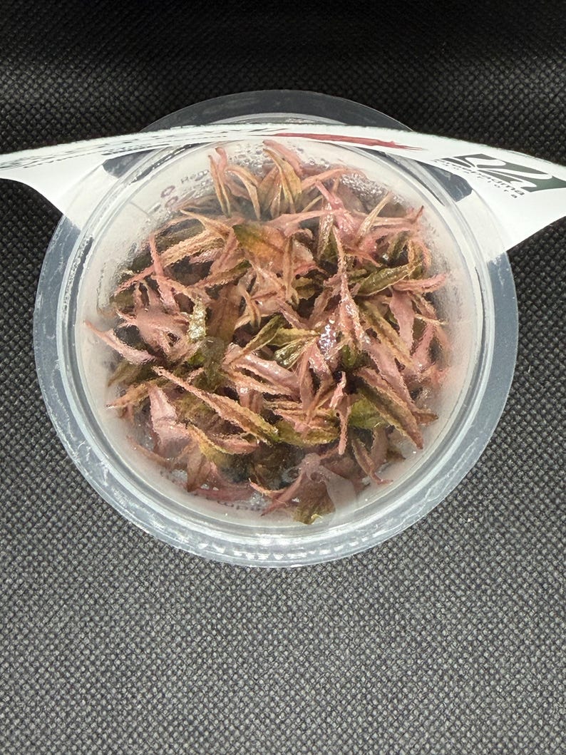 Cryptocoryne wendtii 'Pink' – Tissue Culture Aquarium Plant | Midground | Live Aquascape Cup | MoarPlants image 2