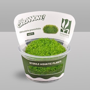 Utricularia graminifolia – Tissue Culture Aquarium Plant | Foreground | Live Aquascape Cup | MoarPlants