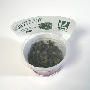 May include: A small, clear plastic container holding a cluster of green aquatic plants. The container has a pink and white rim. A white tag with the text "Just GROWow!" and "Bucephalandra kedagang 'Mini round'" is attached.