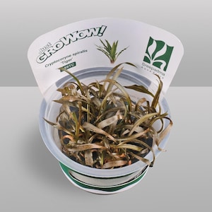 May include: A potted Cryptocoryne spiralis 'Tiger' aquatic plant. The plant has long, brown and green leaves. The pot is clear plastic with a green and white label that reads "Just GrowWow!" and "Sreepadma Aqua Flora."