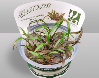Bucephalandra Sp. 'white' – Tissue Culture Aquarium Plant | Rare