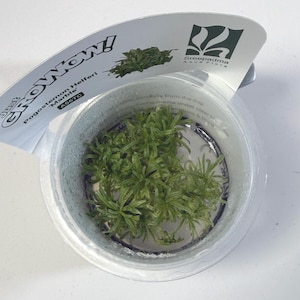May include: A clear plastic container holding a vibrant green plant, labeled 'Pogostemon Helferi Marble'. The plant has small, delicate leaves. The packaging includes the text 'GROW NOW!' and the Sreepadma Aqua Flora logo.