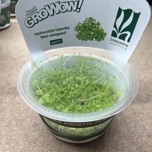 May include: A small, clear plastic container holding a vibrant green aquatic plant. The plant is labeled Hydrocotyle tripartita 'Mini variegated' with the text "Just GROWow!" and the logo of Sreepadma Aqua Flora.
