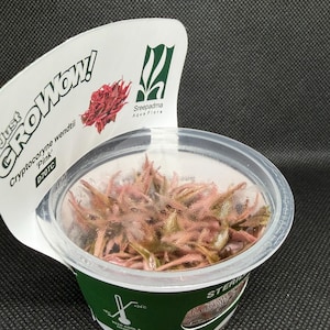 Cryptocoryne wendtii 'Pink' – Tissue Culture Aquarium Plant | Midground | Live Aquascape Cup | MoarPlants image 4