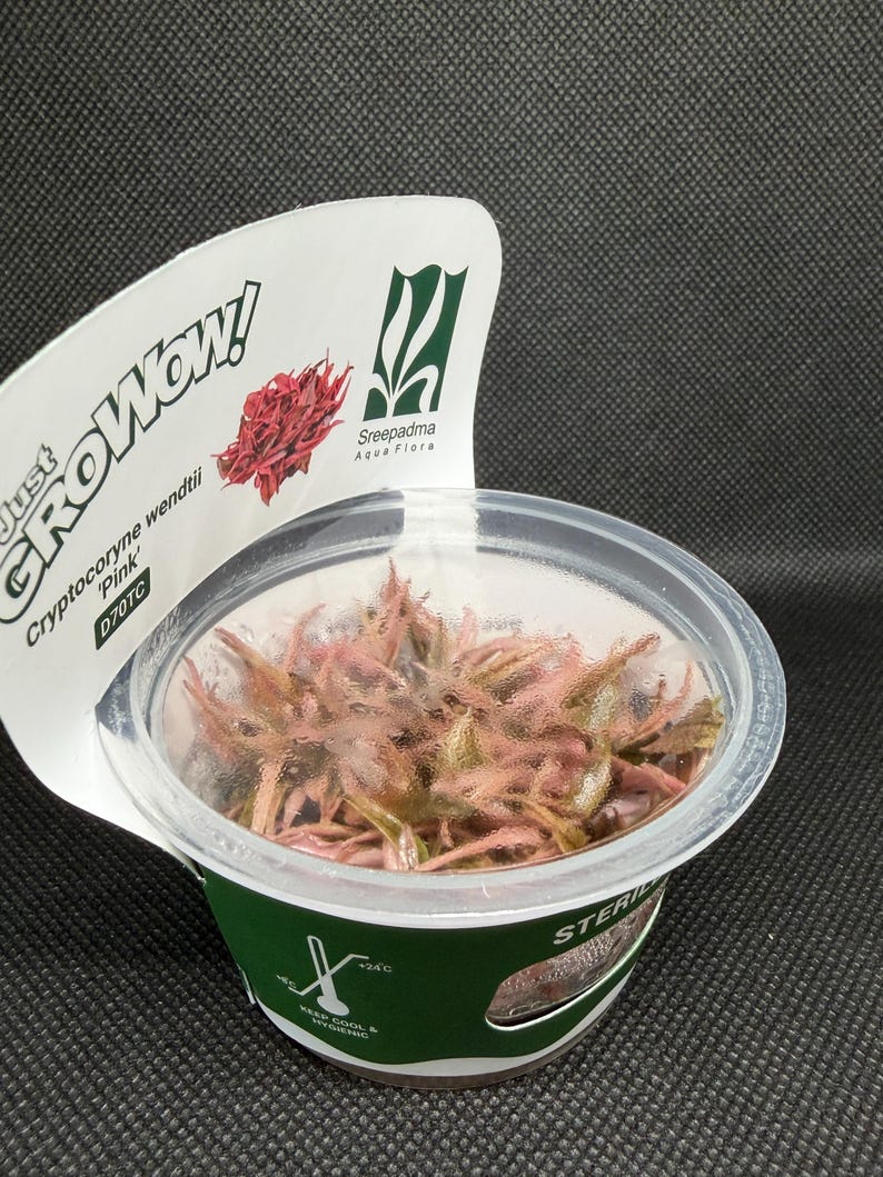 Cryptocoryne wendtii 'Pink' – Tissue Culture Aquarium Plant | Midground | Live Aquascape Cup | MoarPlants image 4