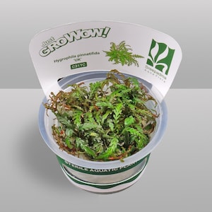 May include: A clear plastic container holding Hygrophila pinnatifida aquatic plant. The plant has green and reddish-brown leaves. The container has a white label with the text "Just GROWow!" and "STERILE AQUATIC PLANT".