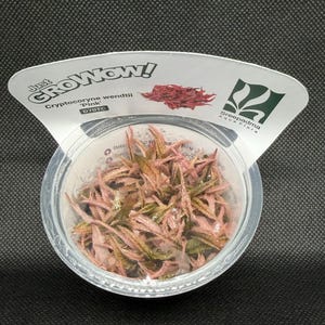 Cryptocoryne wendtii 'Pink' – Tissue Culture Aquarium Plant | Midground | Live Aquascape Cup | MoarPlants image 5