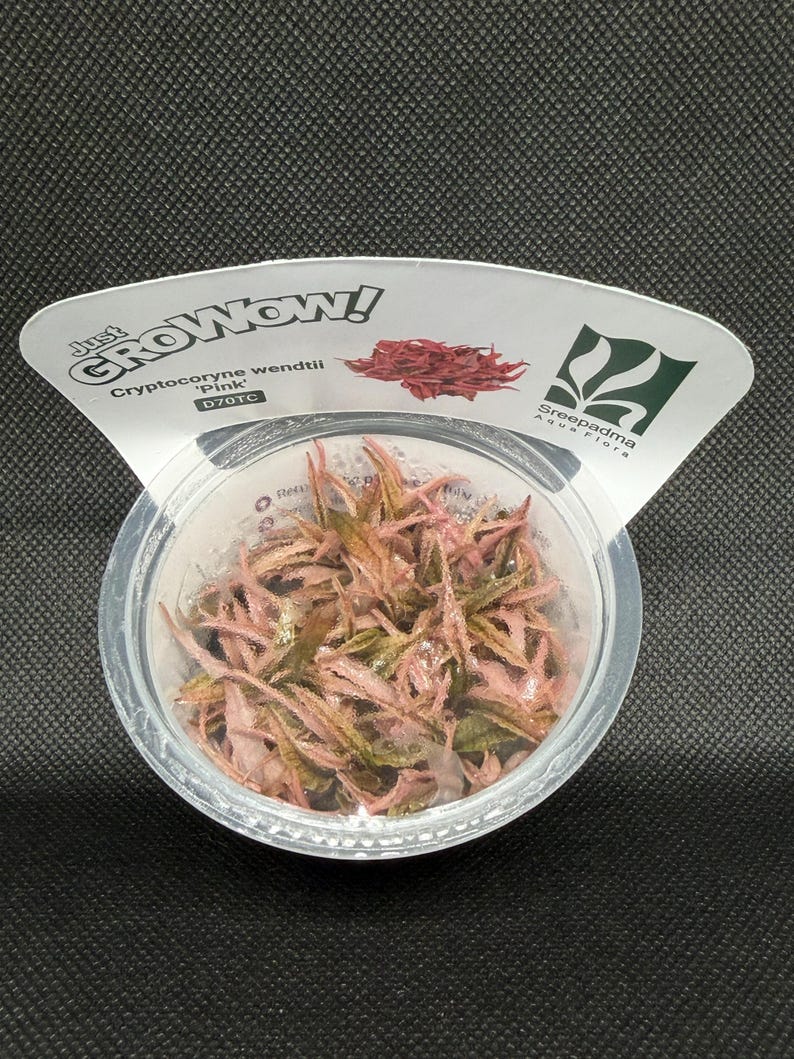 Cryptocoryne wendtii 'Pink' – Tissue Culture Aquarium Plant | Midground | Live Aquascape Cup | MoarPlants image 5