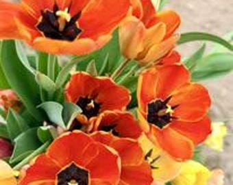 Farm Fresh Tulips- Cut to order and ships right to your door!  USA grown