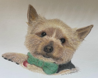 Portrait d'animal dessiné aux crayons de couleur