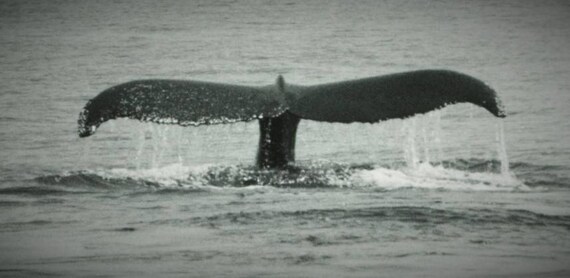 Whale Tail Photography Print Ocean Sea Animals Beach Water Etsy