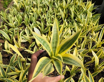 Sansevieria Trifasciata yellow thirve Seltene Einzigartige Schlangenpflanze