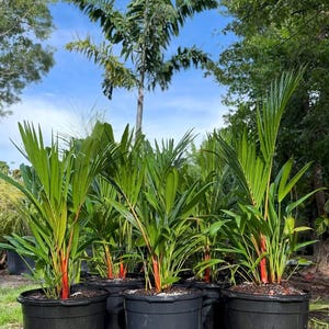 May include: Several potted plants with vibrant green fronds and striking red stems. The plants are in black plastic pots, arranged outdoors with a backdrop of trees and a blue sky. The plants are a lush, tropical addition to any garden.