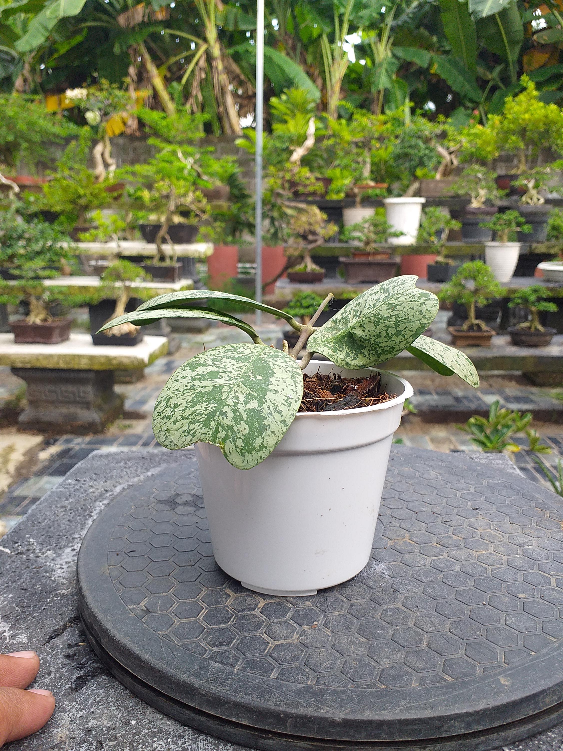 Hoya deykeae - Etsy 日本