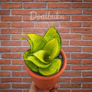 May include: A potted snake plant with bright yellow-green leaves, set against a brick wall. The plant is in a small terracotta pot. The text "Doaibuku" is visible on the brick wall.