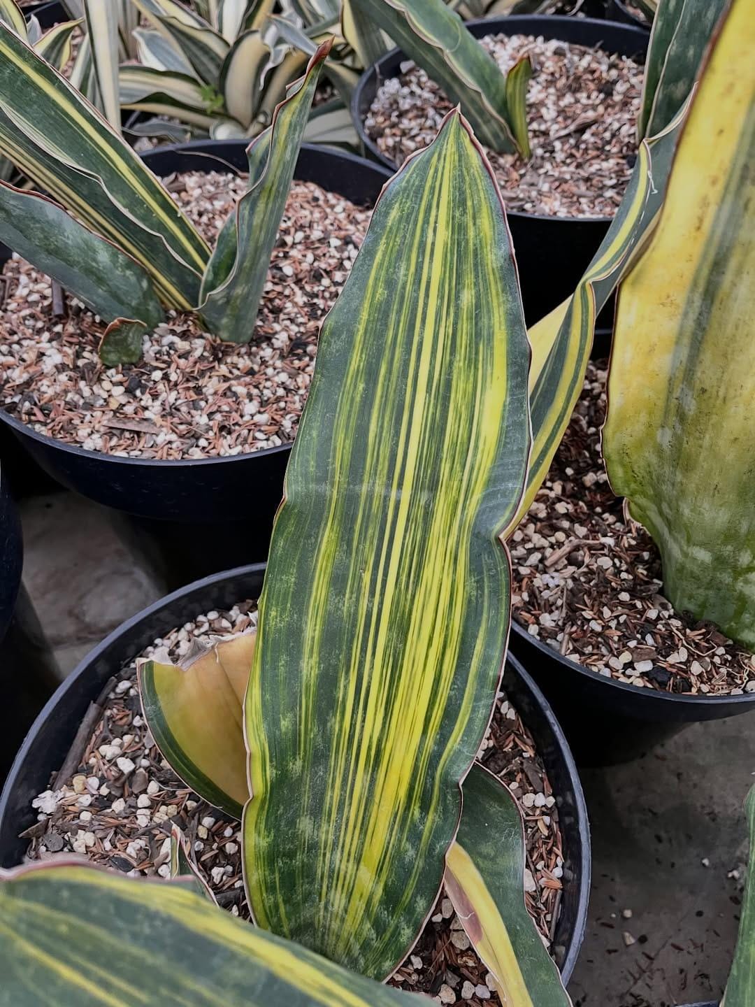 H*y様 サンスベリア Dragon King variegated 【公式通販】