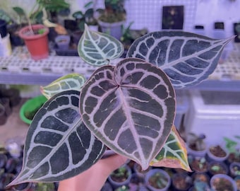 Anthurium purple tiger, planta viva rara