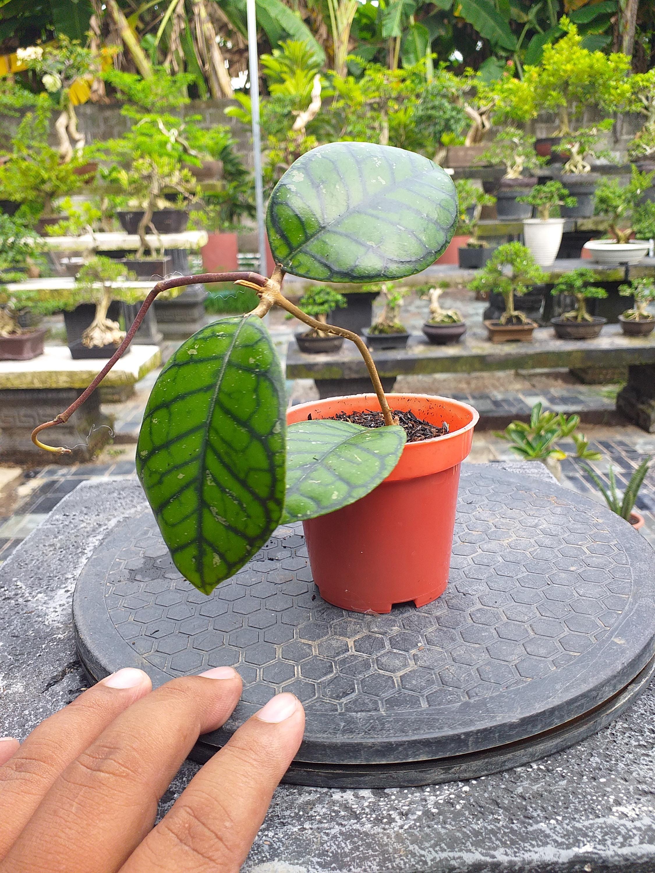 Hoya callistophylla - Etsy 日本