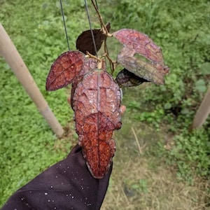 Puede incluir: Una taza de cerámica blanca con un asa negra y el texto "But First, Coffee" en negro y negrita. La taza está sobre una superficie de madera.