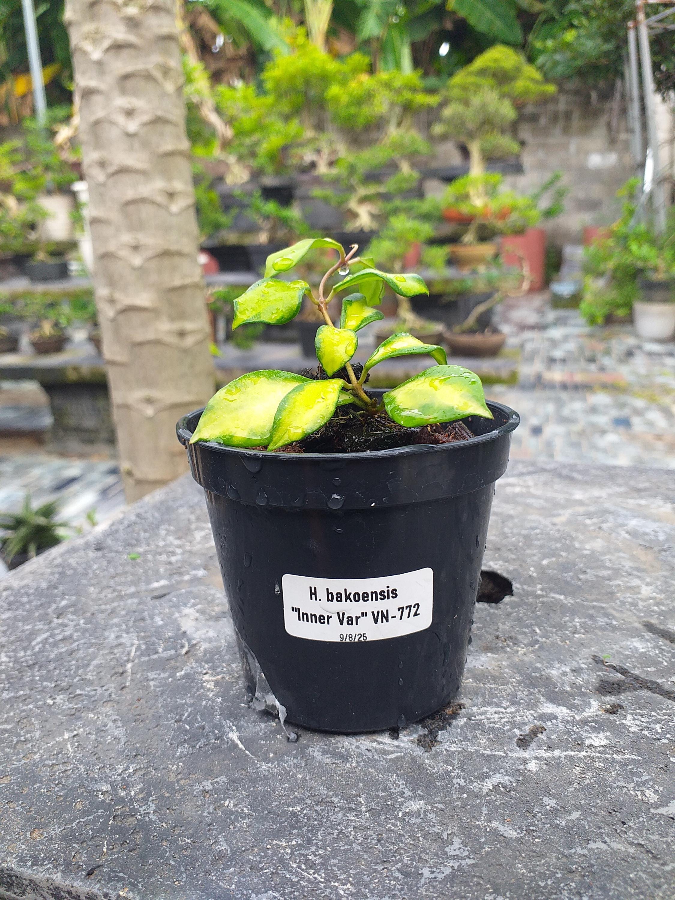 Hoya Bakoensis - Etsy